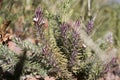 Details of a Muraltia hysteria fynbos plant