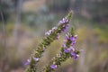 Details of a Muraltia hysteria fynbos plant