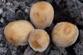 Details on the mushroom cap Coprinellus micaceus