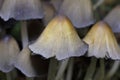 Details on the mushroom cap Coprinellus micaceus
