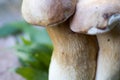 Details of mushroom stem, porcini, boletus edulis