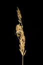 Details from nature. A dry plant photographed during the night. A large, yellow spider climbs this plant