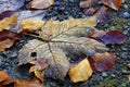 Golden glimmering dew drops on fallen maple leaf. Autumn Royalty Free Stock Photo