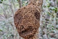 Details of a nest of wild bees on an exotic topical tree.