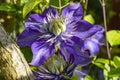 Details of the newly opened flower buds of a blue clematis