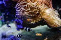 Details with Ocellaris clownfish inside an aquarium