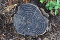 Details of old tree rings Royalty Free Stock Photo