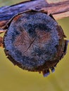 Old tree rings pattern Royalty Free Stock Photo