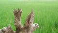 Details of old trunks with paddy field background