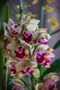 Orchid Royalty Free Stock Photo