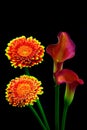 Gorgeous pairs of red yellow color gerber daisy and dark pink calla lily flowers on black background Royalty Free Stock Photo