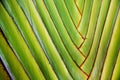 Details of palm leaves Royalty Free Stock Photo