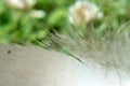 Feather parts rachis barb afterfeather Royalty Free Stock Photo