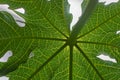 Details and pattern of papaya leaves