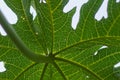 Details and pattern of papaya leaves