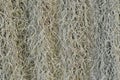 Details pattern of Spanish moss texture close up