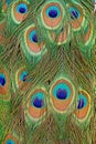 Details of a peacock tail with feather eyes in saturated blues and greens Royalty Free Stock Photo