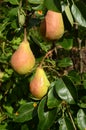 Details from a pear tree with 3 Dutchess pears Royalty Free Stock Photo