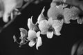 Black and white image of dendrobium orchid bouquet Royalty Free Stock Photo