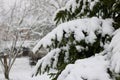 Details of pine branches covered with snow in winter landscape Royalty Free Stock Photo