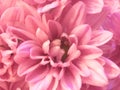 Close up of pink flower, flowers in soft color and blur style for background Royalty Free Stock Photo