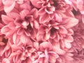 Close up of pink flower, flowers in soft color and blur style for background Royalty Free Stock Photo