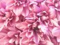 Close up of pink flower, flowers in soft color and blur style for background Royalty Free Stock Photo