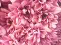 Close up of pink flower, flowers in soft color and blur style for background Royalty Free Stock Photo