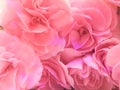 Close up of pink flower, flowers in soft color and blur style for background Royalty Free Stock Photo