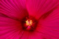 Details pink Hibiscus flower macro photography. Delicate texture, high contrast and intricate floral patterns. Floral head in the Royalty Free Stock Photo