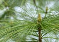 Details of pinus wallichiana