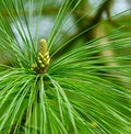 Details of pinus wallichiana