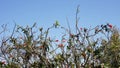 details plants flora against the blue sky