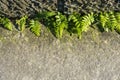 Details of plants growing out of stone cracks