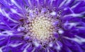 Details of Purple Dahlia Royalty Free Stock Photo