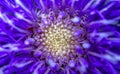 Details of Purple Dahlia Royalty Free Stock Photo