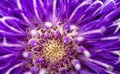 Details of Purple Dahlia Royalty Free Stock Photo