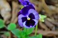Details of the purple flower of Viola tricolor var. hortensis Royalty Free Stock Photo