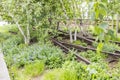 Details of the rails with birch trees in High Line Park, New York, USA 2 Royalty Free Stock Photo