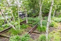 Details of the rails with birch trees in High Line Park, New York, USA Royalty Free Stock Photo