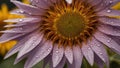 Raindrops on the petals of a vibrant sunflower Royalty Free Stock Photo