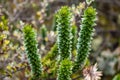 The details of a rare plant in Cajas National Park, Ecuador