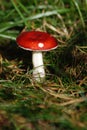 Details of red mushroom