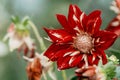 Details of red and pink dahlia flower with drops of water after rain. Macro close-up photography. Photo in colour Royalty Free Stock Photo