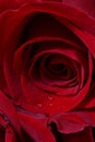 Details of red rose blossom Royalty Free Stock Photo