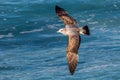 Ring Billed Gull Royalty Free Stock Photo