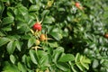 Details of Rosehip bush