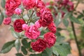 Details of roses in the garden of the house