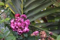 Details of roses in the garden of the house