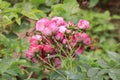 Details of roses in the garden of the house